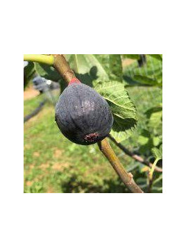 Figuier violet de Malatrait - Ficus carica