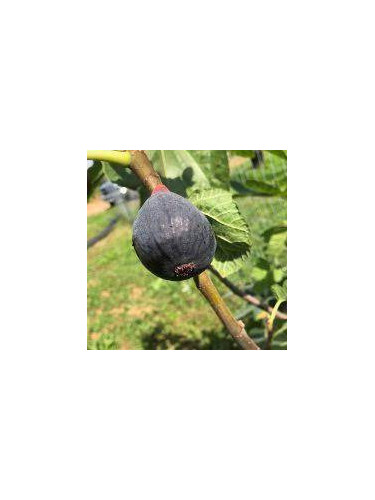 Figuier violet de Malatrait - Ficus carica