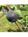 Figuier violet de Malatrait - Ficus carica