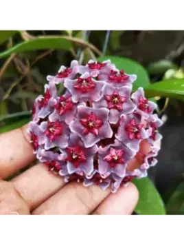 hoya pubycalix red button