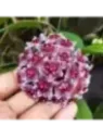 hoya pubycalix red button