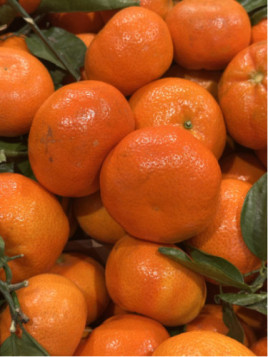 Clementine Neufina - Citrus clementina neufina