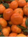Clementine Neufina - Citrus clementina neufina