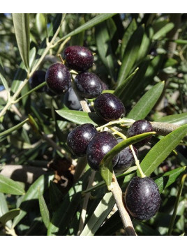Olea 'Négrette' / Olivier à fruit