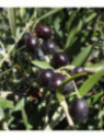 Olea 'Négrette' / Olivier à fruit