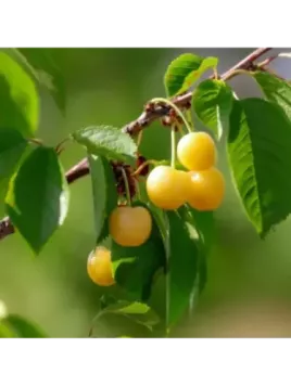 Prunus avium jaune de Doenissen / Cerisier