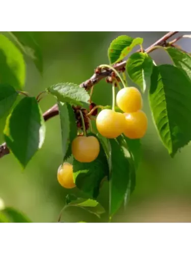 Cerisier jaune de Doenissen