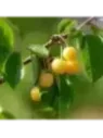 Prunus avium jaune de Doenissen / Cerisier