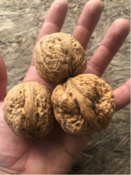 Juglans regia 'Bijoux' / Noyer