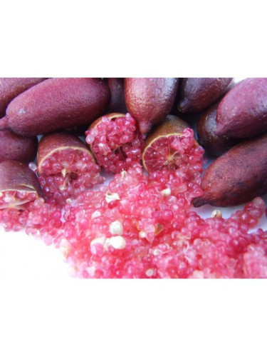 Microcitrus austalasica 'Red champagne'