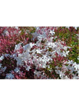 Jasminum polyanthum / Jasmin blanc d'hiver