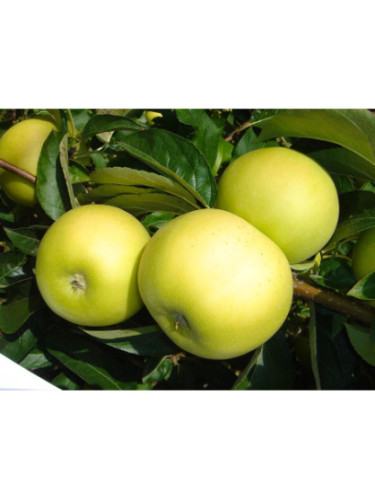 Pommier / Malus domestica 'Belchard' (Chantecler)