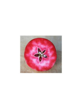 Pommier Malus Chair rouge Surfleet