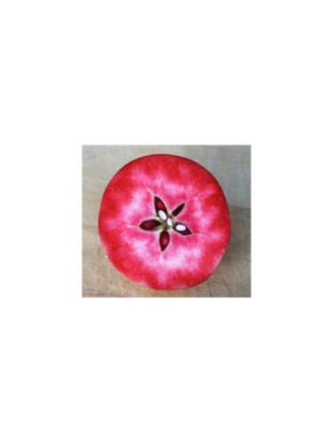 Pommier Malus Chair rouge Surfleet