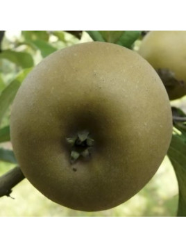 Pommier 'Patte de Loup'