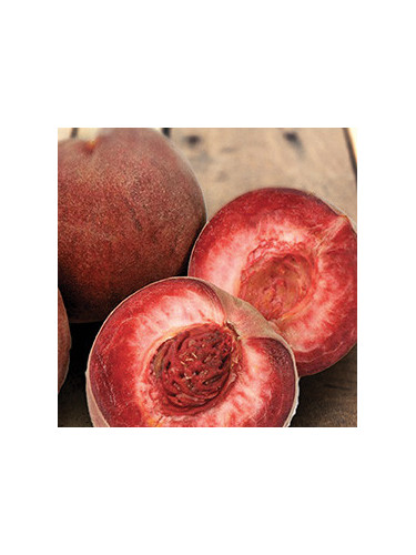 Prunus persica 'Sanguine' / Pêcher chaire rouge