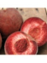 Prunus persica 'Sanguine' / Pêcher chaire rouge