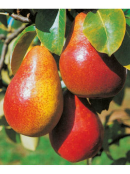 Poirier bonne louise d'Avranches