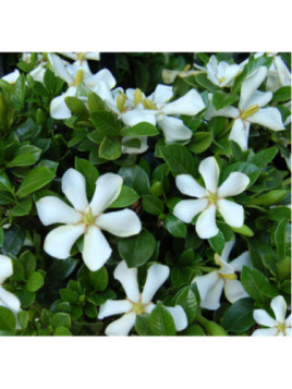 Gardenia jasminoides 'Sweet heart' / Gardenia rustique