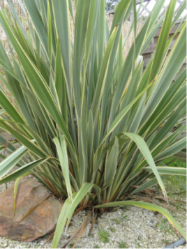Phormium tenax 'Variegata'