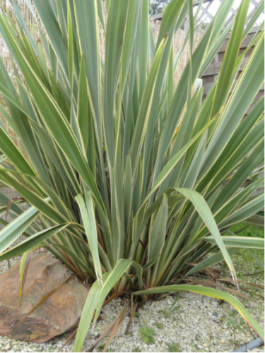 Phormium tenax 'Variegata'