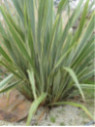 Phormium tenax 'Variegata'