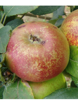 Pommier / Malus domestica 'Drap d'or' (Chailleux)