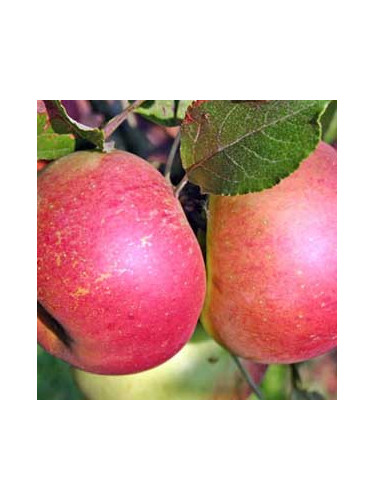 Pommier / Malus domestica 'Melrose'