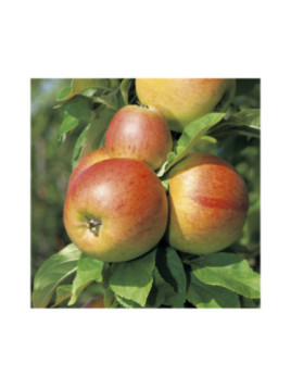 Malus domestica 'Reine des reinettes' / Pommier