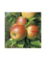 Malus domestica 'Reine des reinettes' / Pommier