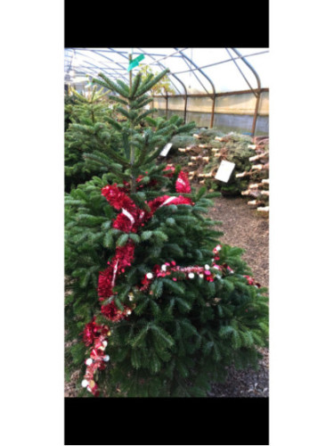 Branches coupées Sapin Nordmann