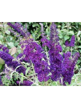 Buddleja davidii 'Black Night'