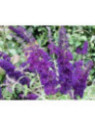 Buddleja davidii 'Black Night'