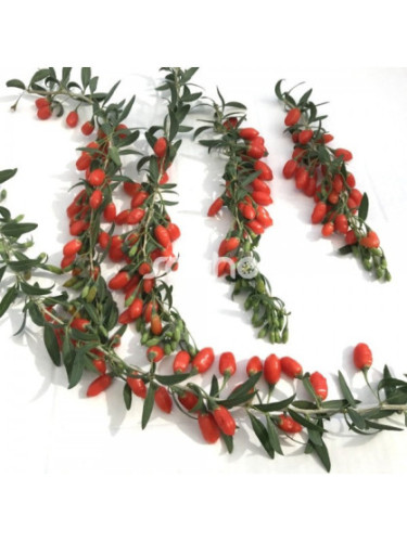 Goji / Lycium barbarum 'XXL'