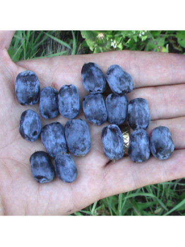 Baie de mai / Lonicera caeruela var kamtschatica 'Blue banana'