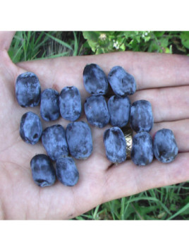 Baie de mai / Lonicera caeruela var kamtschatica 'Borealis'