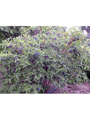 Baie de mai / Lonicera caeruela var kamtschatica 'Borealis'