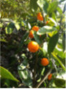 Mandarinier satsuma 'Shiva Mikan' / Citrus x unshiu