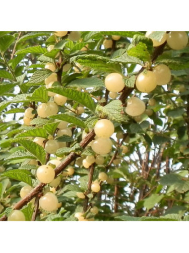Prunus tomentosa 'Snovit' / Ragouminier