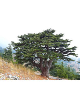 Cedrus libani