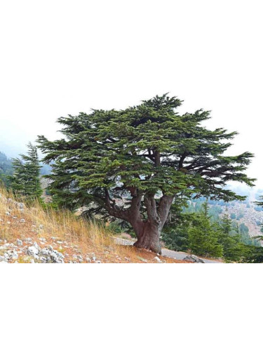 Cedrus libani