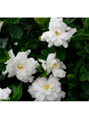 Gardenia jasminoides 'Double diamond' / Gardenia rustique