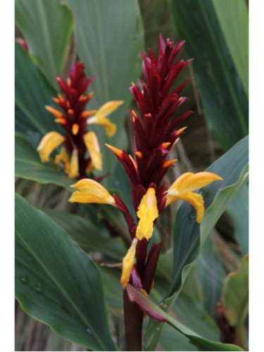 Cautleya spicata arun flame