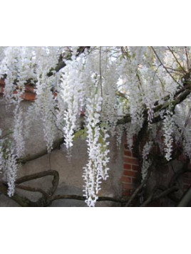 Wisteria sinensis alba (glycine de chine blanche)