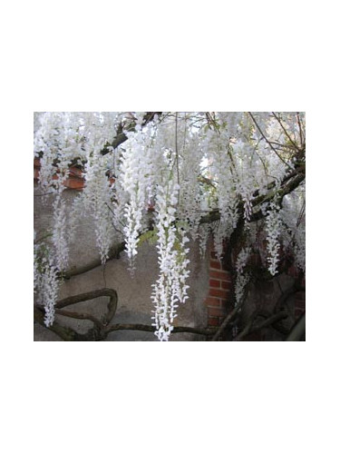 Wisteria sinensis alba (glycine de chine blanche)