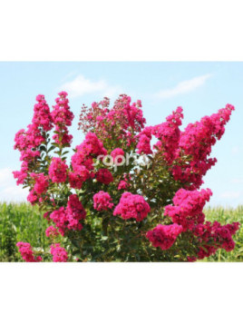 lagerstroemia indica 'Fuchsia d'été' / Lilas des Indes