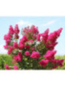 lagerstroemia indica 'Fuchsia d'été' / Lilas des Indes