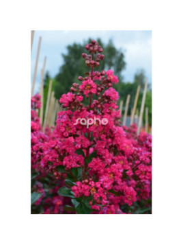 lagerstroemia indica 'Fuchsia d'été' / Lilas des Indes