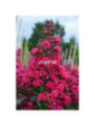 lagerstroemia indica 'Fuchsia d'été' / Lilas des Indes