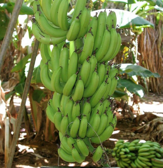 Musa acuminata williams* (bananier fruitier)